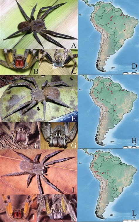 Brazilian Wandering Spider Location Map Deiafa Ganello