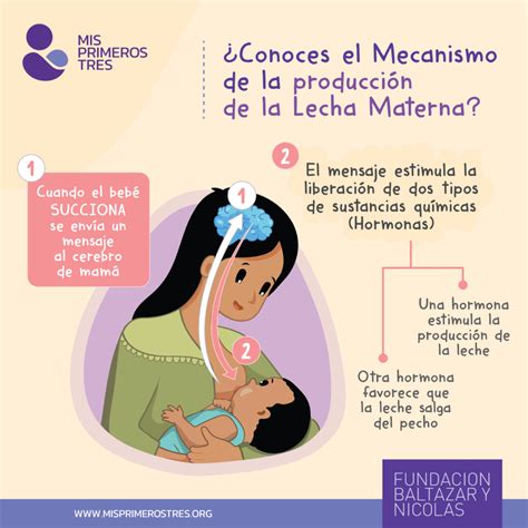 Mecanismos De Producción De Leche Materna Fundación Baltazar Y Nicolas