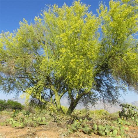 We did not find results for: Foothills Palo Verde | Windmill landscaping, Palo verde ...