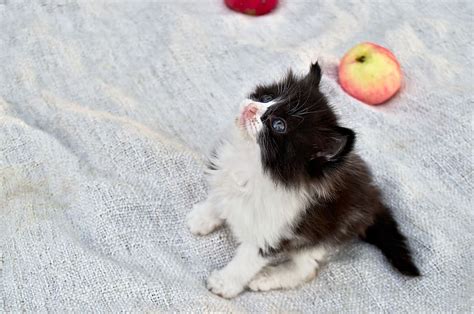 Check spelling or type a new query. Can Cats Eat Apples? Important Facts You Need To Know