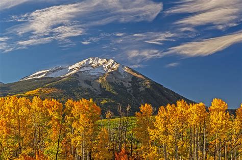Colorful Stand Of Golden Aspen Trees Blue Skies And Snow Capped