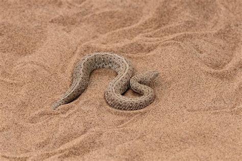 Saharan Horned Viper Snake In The Sand Stock Photo Image Of Brown