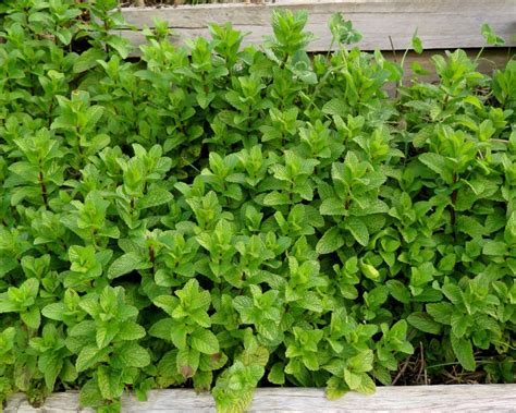 Where To Plant Mint In The Garden Mint Garden In A Bag Seedsnow Com