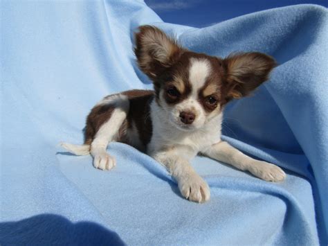 Chihuahua Puppies For Sale Pahrump Nv 283070 Petzlover