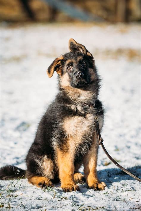 Young Brown German Shepherd Puppy Dog Outdoor Stock Image Image Of