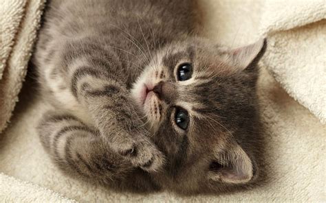 2k Free Download Cutest Kitten Cute Pet Cat Hd Wallpaper Peakpx