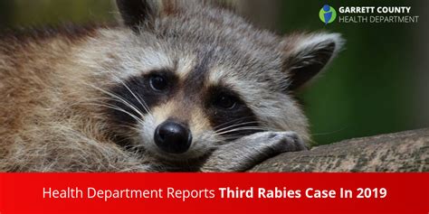 Health Department Reports Third Rabies Case In 2019 Garrett County Health Department