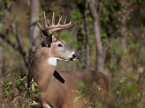 Top 3 Public Lands To Hunt Deer In Western Maryland