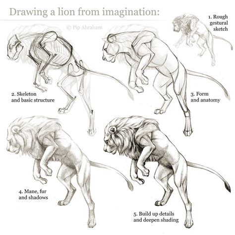 Tutorial Drawing A Lion From Imagination By Oxpecker On Deviantart