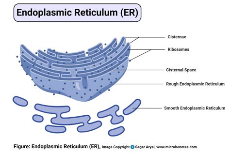 Animal Cell Structure Parts Functions Labeled Diagram