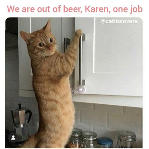 Damn It Karen You And Those Cat Memes Lol Why