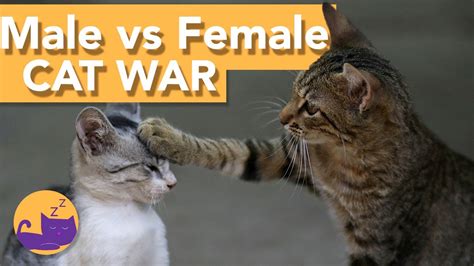 Male Vs Female Cats Which Is Better Youtube