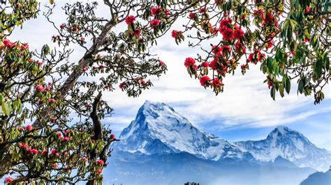 Discover The National Flower Of Nepal Rhododendron Arboreum Az Animals