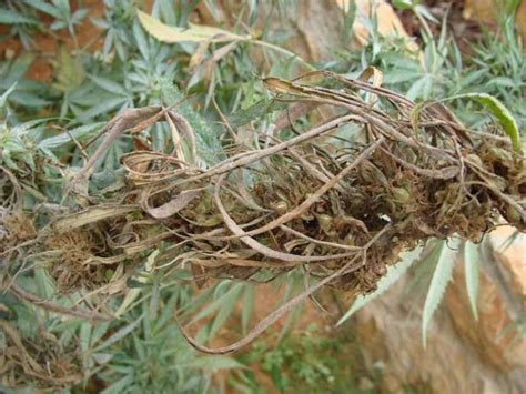 Fusariosis Planta Enferma Por Hongo Fusarium Ecomaria