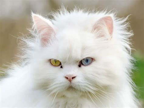 Turkish Angora Vs Persian Cat Differences Between These Breeds Every