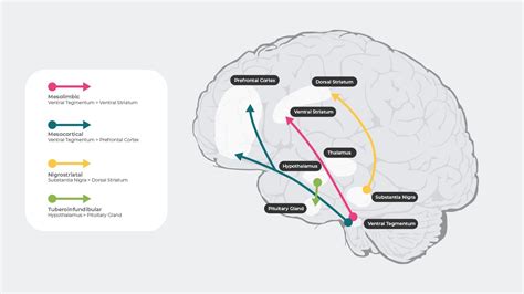 Four Major Dopaminergic Pathways And Association With Schizophrenia