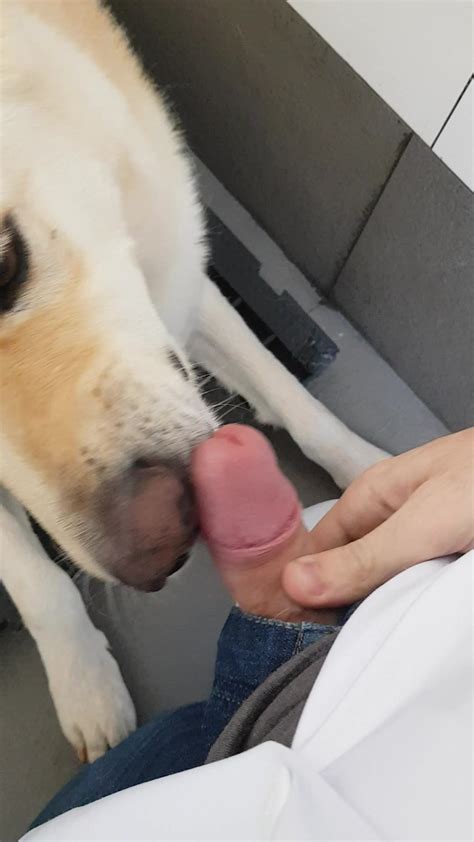 Dog Licks My Dick Zoo Tube 1