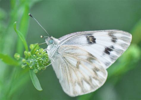 フリー画像|節足動物|昆虫|蝶/チョウ|フリー素材|画像素材なら!無料・フリー写真素材のフリーフォト