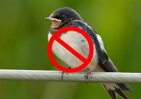 15 Tips On How To Get Rid Of Barn Swallows Humanely World Birds