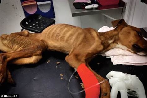If your dog seems to be suffering more than he is loving life, the time has probably come to make arrangements to put him to sleep. Emaciated dog was nearly put down after being starved ...