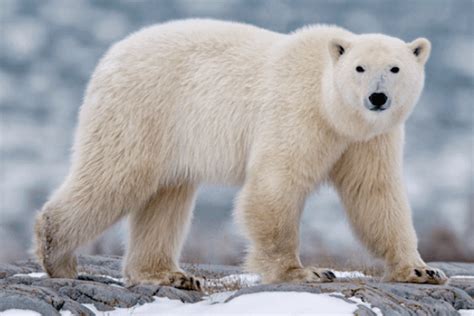Cómo Es El Oso Polar Características Del Oso Polar