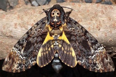 Ten Of The Worlds Rarest Species Of Moths And Where To Find Them In
