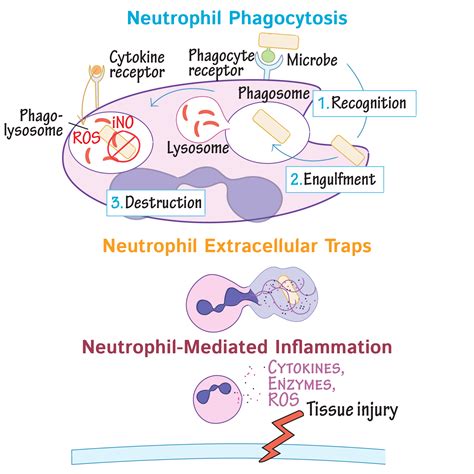 Immunologymicrobiology Glossary Neutrophil Actions Draw It To Know It