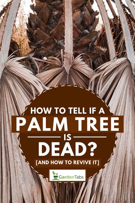 Do brown pine needles grow back? How To Dispute If a Palm Tree is Dreary? [And How To ...