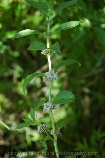 Photos And Characteristics Of Mentha Arvensis ~ Wild Mint