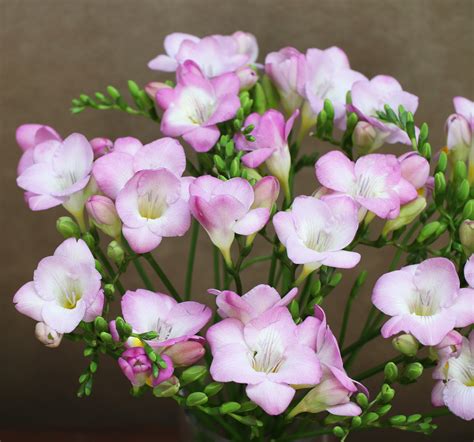 Scented Pink Freesia Nova Blooms Uk