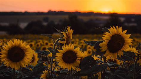 Download Wallpaper 2560x1440 Sunflowers Flowers Yellow Field Sunset