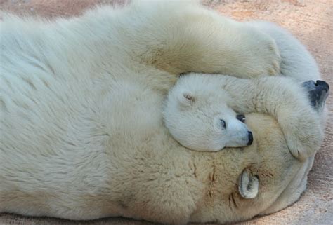 Polar Bear Facts Animal Facts Encyclopedia