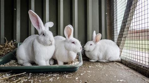Housing And Companionship For Your Rabbits Blue Cross