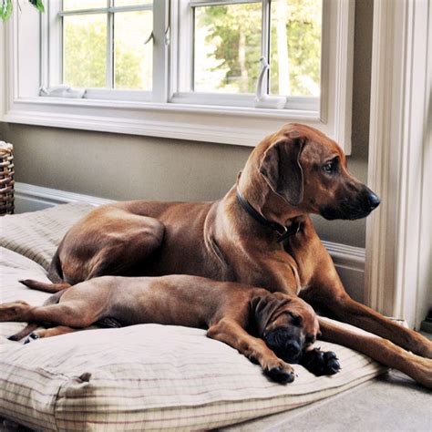 Check spelling or type a new query. Rhodesian Ridgeback Puppy Pictures? Yes, Please