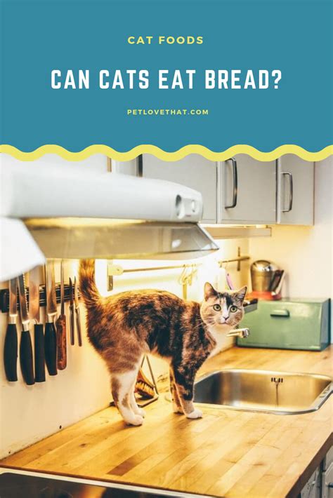 Can Cats Eat Bread Cat Questions Cats Cat Health