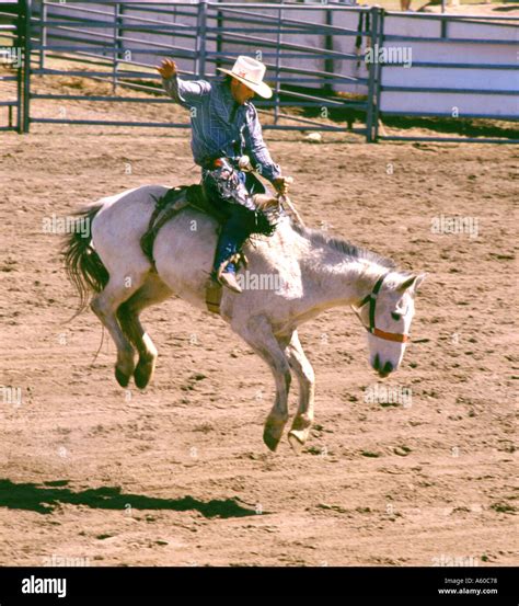Cowboy On Bucking Bronco Hi Res Stock Photography And Images Alamy