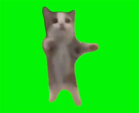 Happy Cat Meme Template Icon Png The Best Porn Website