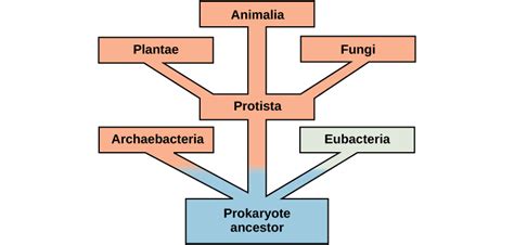 41 Energy And Metabolism Biology Libretexts