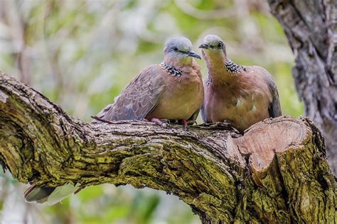 Spotted Dove Pair Photograph By Morris Finkelstein Pixels