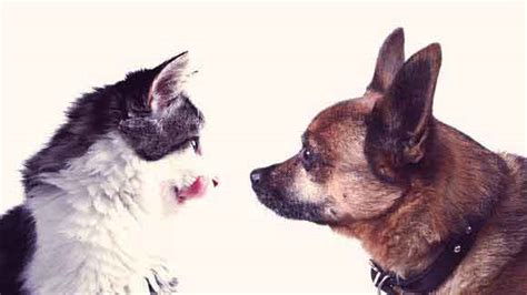 Cats can get tapeworms in several ways. Dog and Cat Tapeworm | PetCareRx