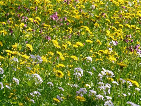 Free Photo Meadow Flower Meadow Free Image On Pixabay 6883