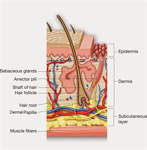 Top 99 Images Label The Structures Of The Hair Follicle Latest