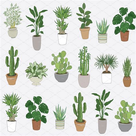 Potted Plants Drawings
