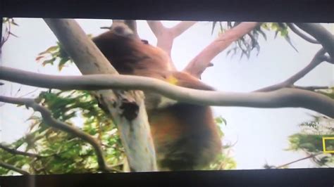 Male Koalas Having Rough Sex Youtube