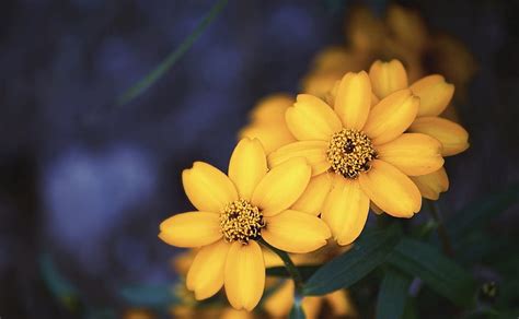 Beautiful Yellow Flower Wallpaper Wallpaper Download Free