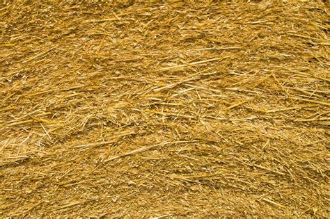 Image Of Pressed Straw Yellow Color Closeup Stock Image Colourbox