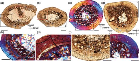 The humerus is a long bone (based on the types of bones). Limb-bone histology of Mirusavis, IVPP V18692. Thin cross ...