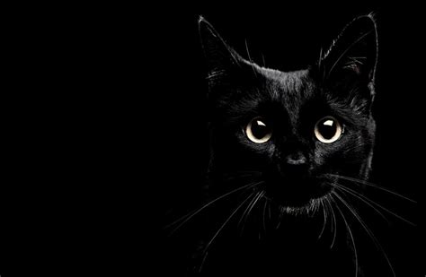 Black Cat Hd Wallpapers Wallpaper Cave