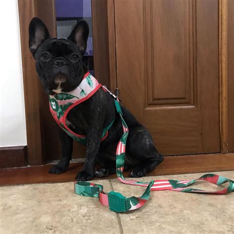 During the spring and fall shedding seasons, use a stripping comb and. Oie aumigos!! Tô passando aqui com o meu novo peitoral da ...
