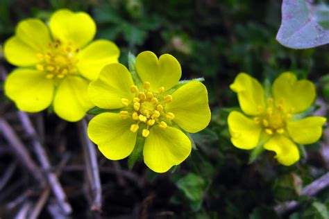 Yellow Mountain Flowers Potentilla Arenaria Sofica Flickr